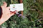 Лаванда настоящая семена (10 шт) леванда, лавенда, цветная трава насіння + инструкция + подарок
