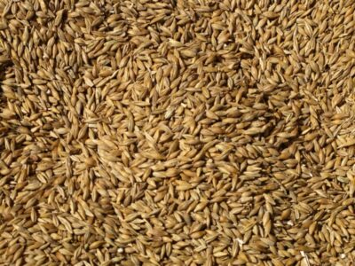 Продам зерносуміш (пшениця - ячмінь 50)
