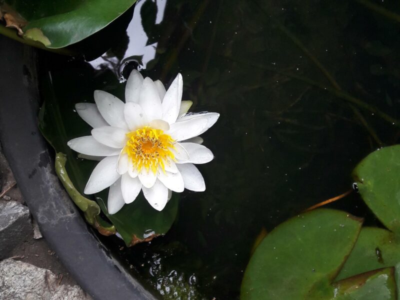 Выращивание водных растений для пруда,лилия