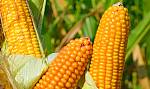 кукурудза ЯНІС (ФАО 270) / Семена кукурузы по низкой цене