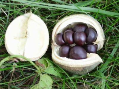Чекалкин орех (Ксантоцерас) семена (10 штук) для выращивания саженцев (насіння на саджанці) + инструкция
