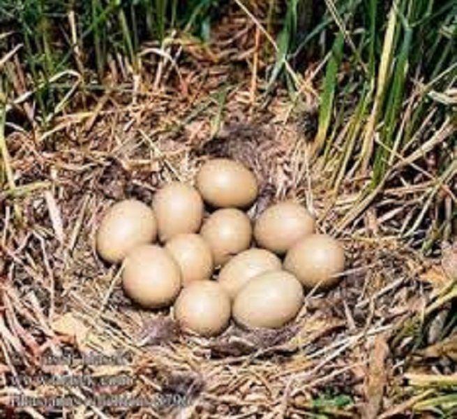 Инкубационные яйца и молодняк, декоративных и охотничьих фазанов