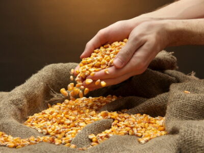 Пропонуємо по знижці якісне насіння кукурудзи: Вакула, Яніс, Онікс!