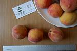 Персик (август) семена (10 штук) насіння, косточка, семечка для выращивания саженцев + инструкция