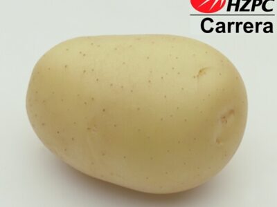 Насіннєва картопля Каррера