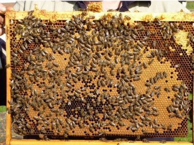 Куплю пчелопакети 600-700 грн