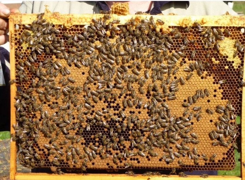 Куплю пчелопакети 600-700 грн
