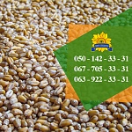 Насіння від виробника: соняшник, кукурудза, пшениця
