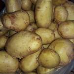 Картофель оптом от Производителя 12,50 грн./кг.