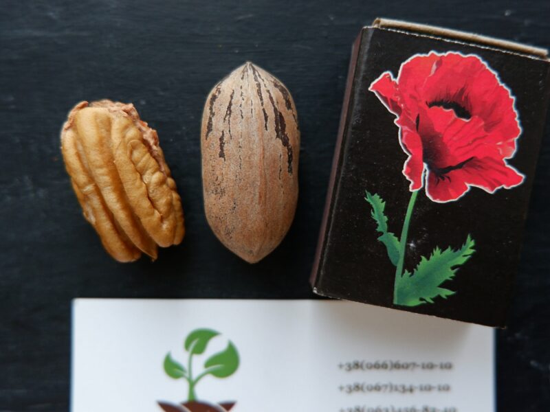 Пекан семена (10 штук) орех кария для выращивания саженцев, горіх карія пекан + бесплатная инструкция