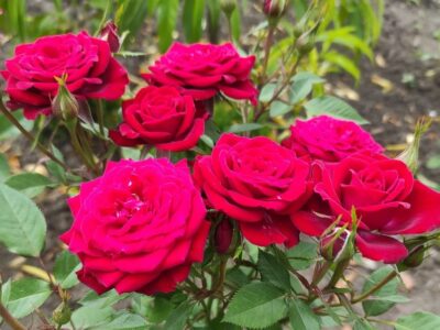 Штамбовые розы большой выбор сортов, опт и розница