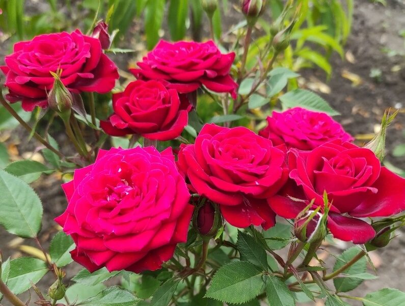 Штамбовые розы большой выбор сортов, опт и розница