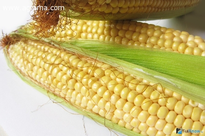 Гибриды кукурузы: Выход 181, Кремень 200СВ, Оржица 237