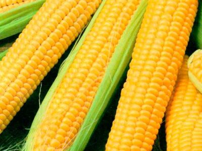 Семена кукурузы. Импортная и украинская селекция. Черкассы