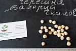 Черешня красная "Валерий Чкалов" семена (10 штук) насіння, косточка, семечка для саженцев + инструкция