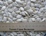 Продам семена товарной тыквы Сероволжская