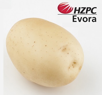 Насіннєва картопля Евора