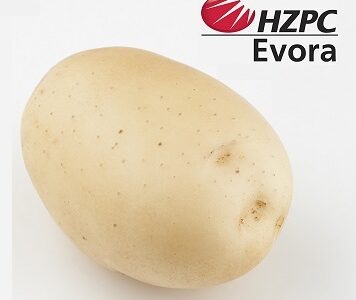 Насіннєва картопля Евора