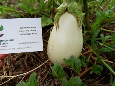 Баклажан белый семена (10 шт), насіння + инструкция + подарок