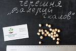 Черешня красная "Валерий Чкалов" семена (10 штук) насіння, косточка, семечка для саженцев + инструкция