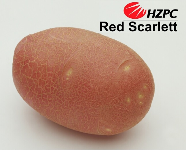 Насіннєва картопля Ред Скарлет