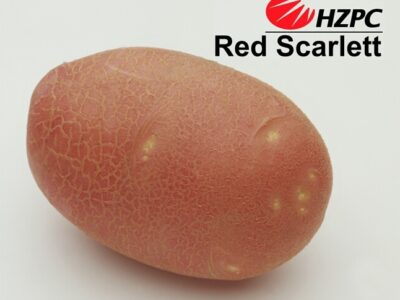 Насіннєва картопля Ред Скарлет