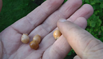 Клекачка перистая семена (10 штук) орехи для выращивания саженцев, насіння горіхи на саджанці