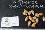 Абрикос "Ананасный" семена (10 штук) насіння, косточка, семечка для выращивания саженцев + инструкция