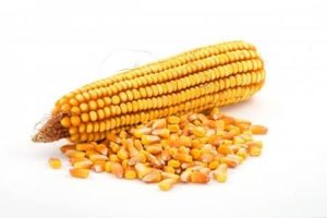 Семена кукурузы цена Кировоград