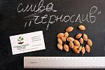 Слива "Чернослив" семена (10шт) косточка, семечка для выращивания саженцев насіння для саджанців + инструкция