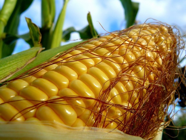 Продам насіння кукурудзи, гібриди
