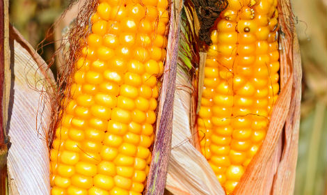 Курудза Вакула (ФАО 250) / продам семена кукурузы