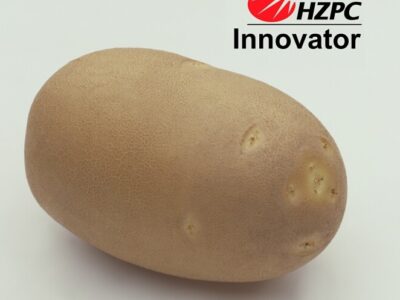 Семена картофеля Інноватор