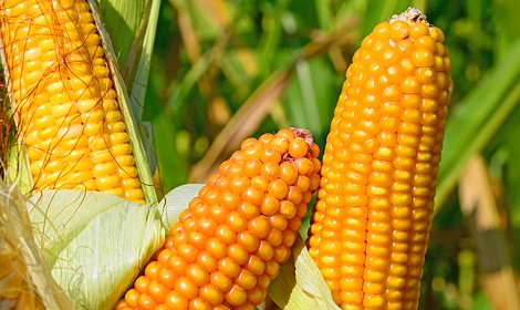 Семена кукурузы "ЛГ 30315" (Лимагрейн) импорт