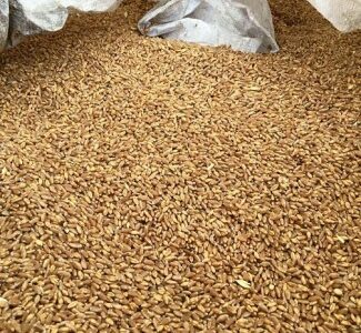 Пшеница Фуражная продам оптом
