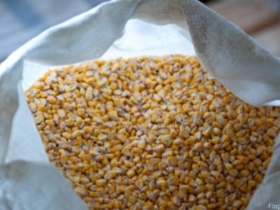 Продам кукурузу : целую, молотую, дробленную на корма