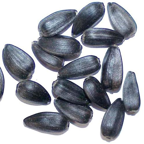 Семена подсолнечника под гранстар, Бонд, Рембо, нсх 498, 496
