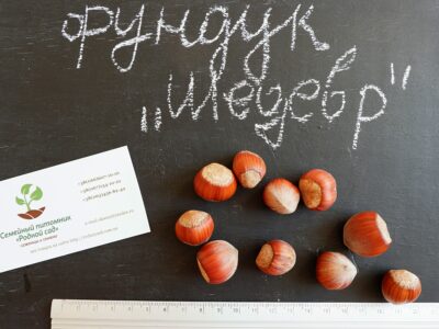 Фундук "Шедевр" семена (10шт) для выращивания саженцев (лесной орех, лещина) насіння горіх для саджанців