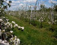 Продається яблуневий сад у Волинській області