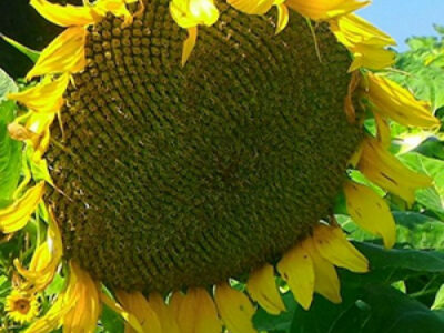 соняшник Нео - високоврожайний, посухостійкий гібрид під гранстар