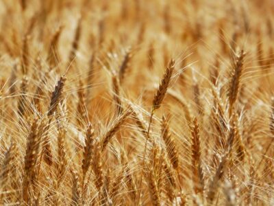 Пшениця озима ГЮСТАВ (ПЕРША РЕПРОДУКЦІЯ)