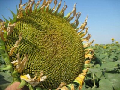 насіння соняшника - НЕО - високоврожайний, посухостійкий гібрид під гранстар