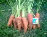 Продам морковь Абако 1 и 2 сорта