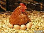 Цыплята Редбро (Redbro),суточные и подрощенные.