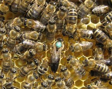 Пчеловодство. Пчелиные плодные (меченые) матки карпатка. Пчелопакеты