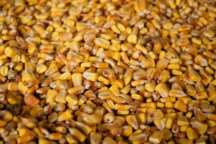 Продажа зерновых и масличных культур