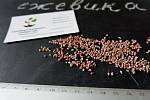 Ежевика ремонтантная "Рубен" семена (10шт) косточки, семечки для саженцев ожина насіння для саджанців