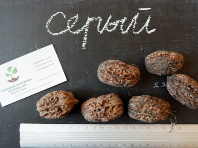 Орех серый семена (10 штук) для выращивания саженцев, горіх сірий насіння (родственник грецкого)