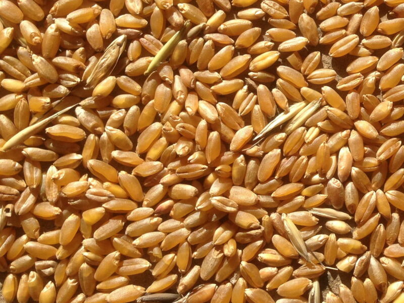 Продамо пшеницю