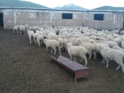 Овцы, бараны на экспорт